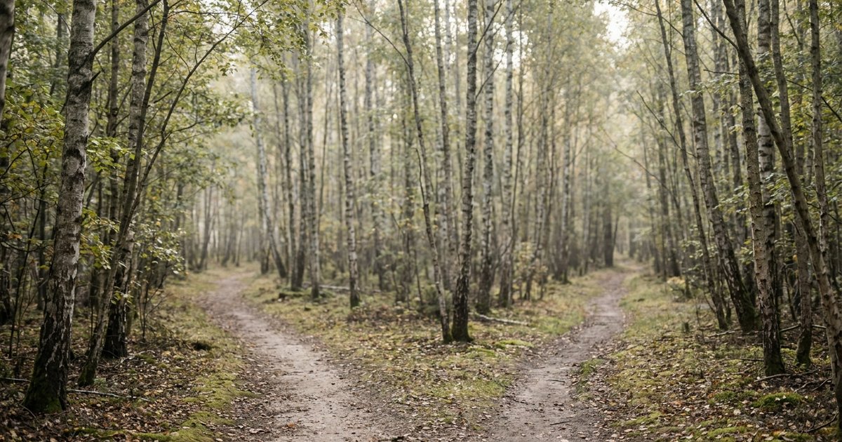 Due sentieri che si separano in un bosco di betulle con luce radente, visti dall’alto